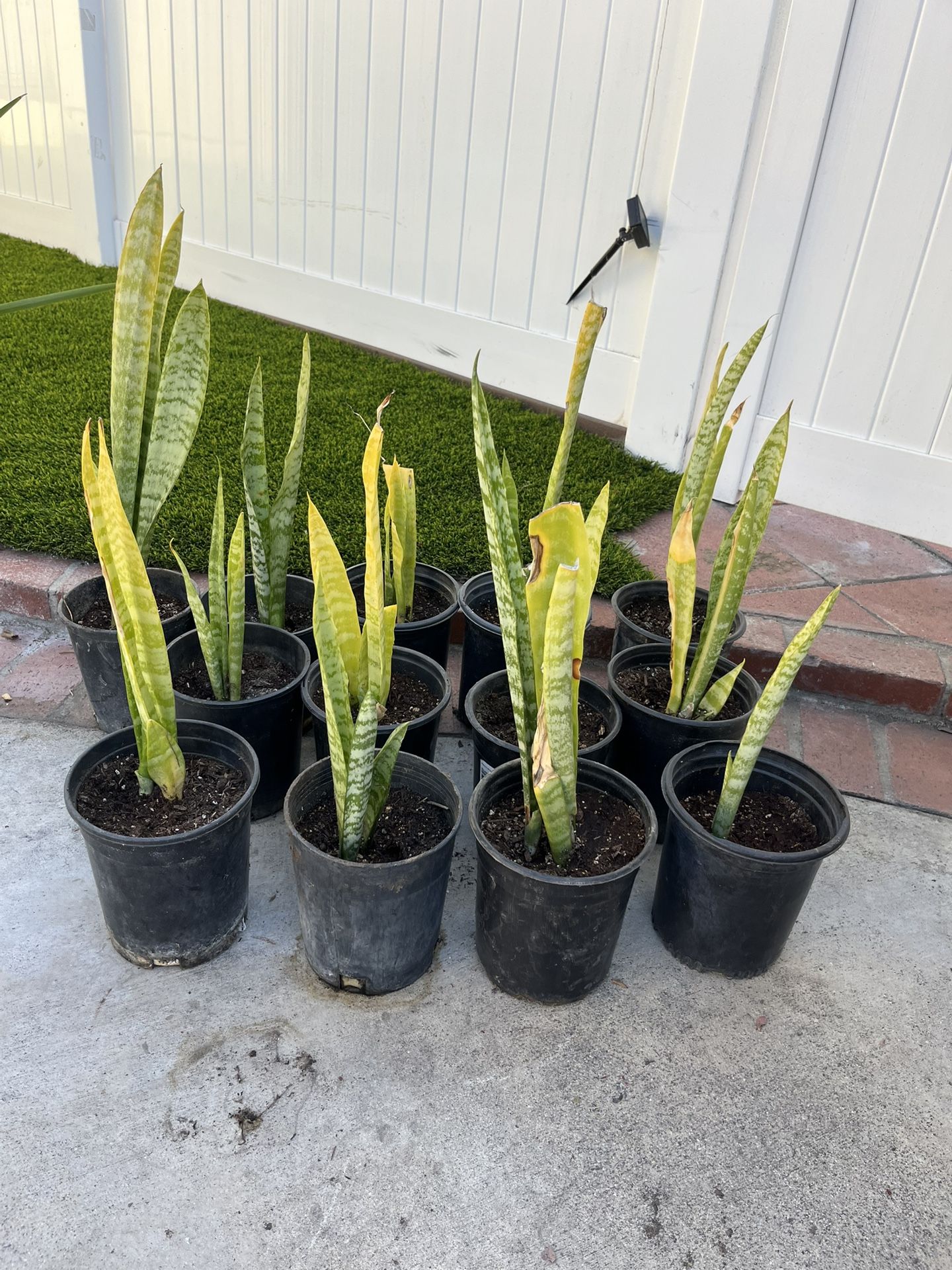 Plants