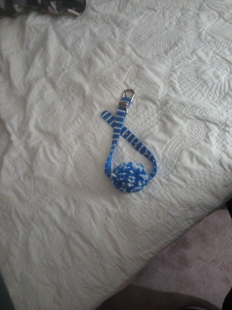 A Blue And White Dog Collar And Nearly Mint Condition