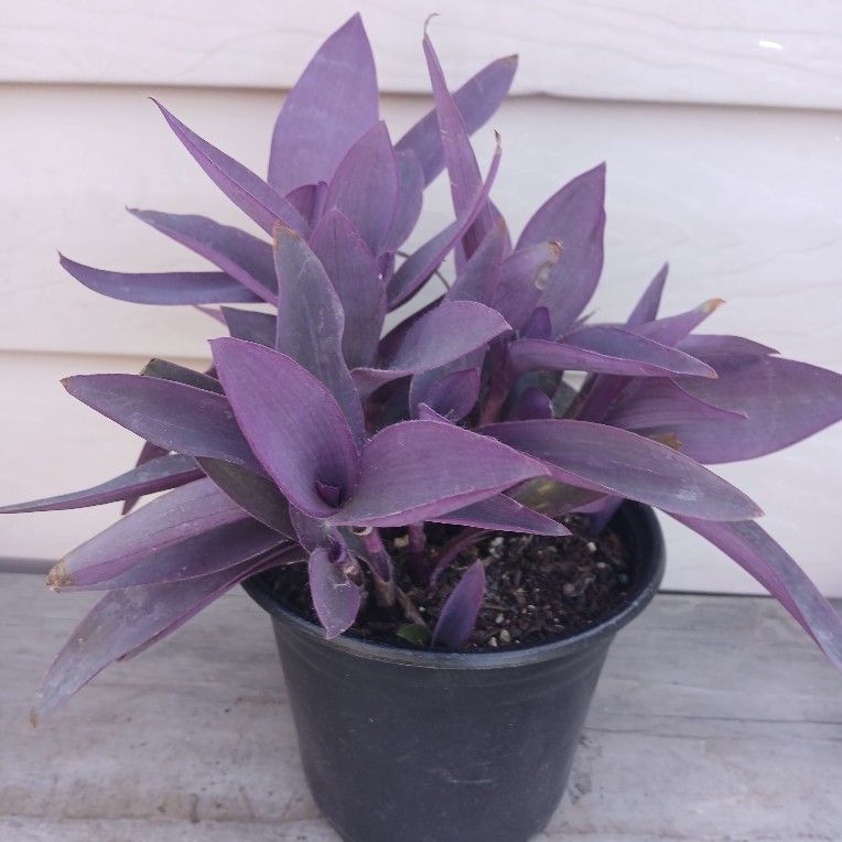 Tradescantia Purple Heart Plant 🪴 (A)