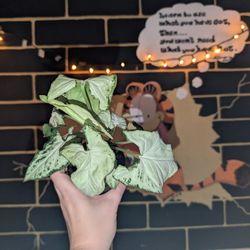 Syngonium Bundle $45