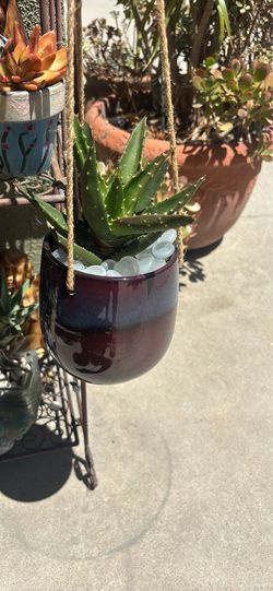 aloe Vera in hanging planter