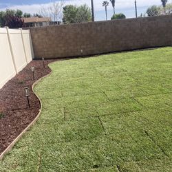 Sod Fescue 