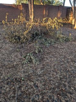 Dried Branches from Trees