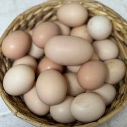 Fresh organic eggs