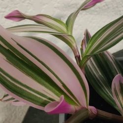 Tradescantia Nanouk 