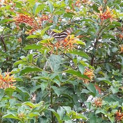 FREE CUTTINGS Of Firebush Plant 🔻Info See Below🔻