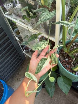 scindapsus cutting