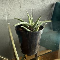 Variegated Aloe Vera