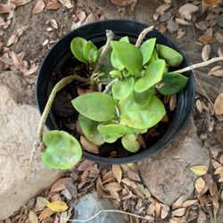 Hoya Plant