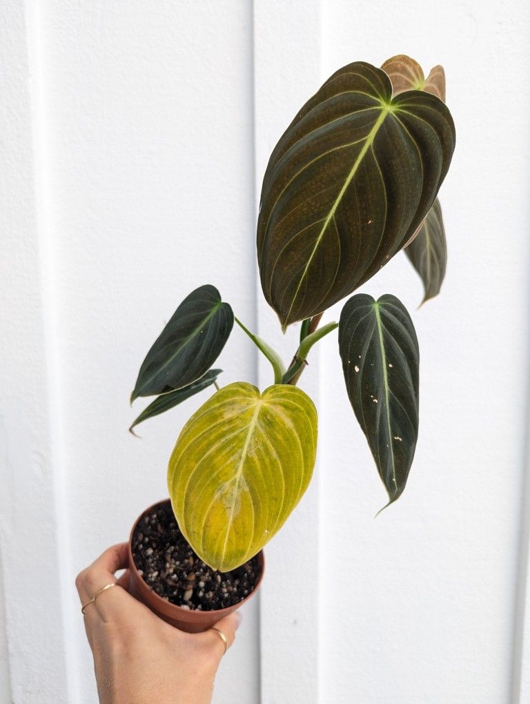 Philodendron Melanochrysum Plant 4" Pot - Indoor House Plants