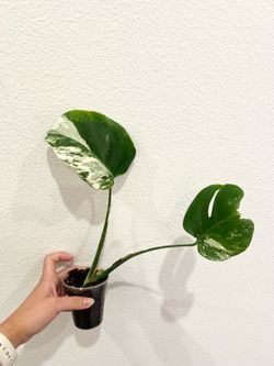 Albo Monstera