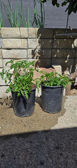Red Cherry Tomatoes Plants. 3 Plants in Each Pot. $8/each Pot.