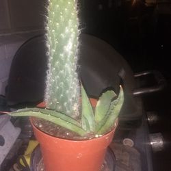 3-in Pot With Two Succulents