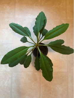 Madagascar Jewel plant 🪴