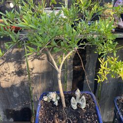 Dwarf Pomegranate Bonsai Seven Years Old It’s Already Flowering. It Will Bear Fruit $150.