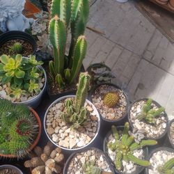Cactus y muchas plantas mas