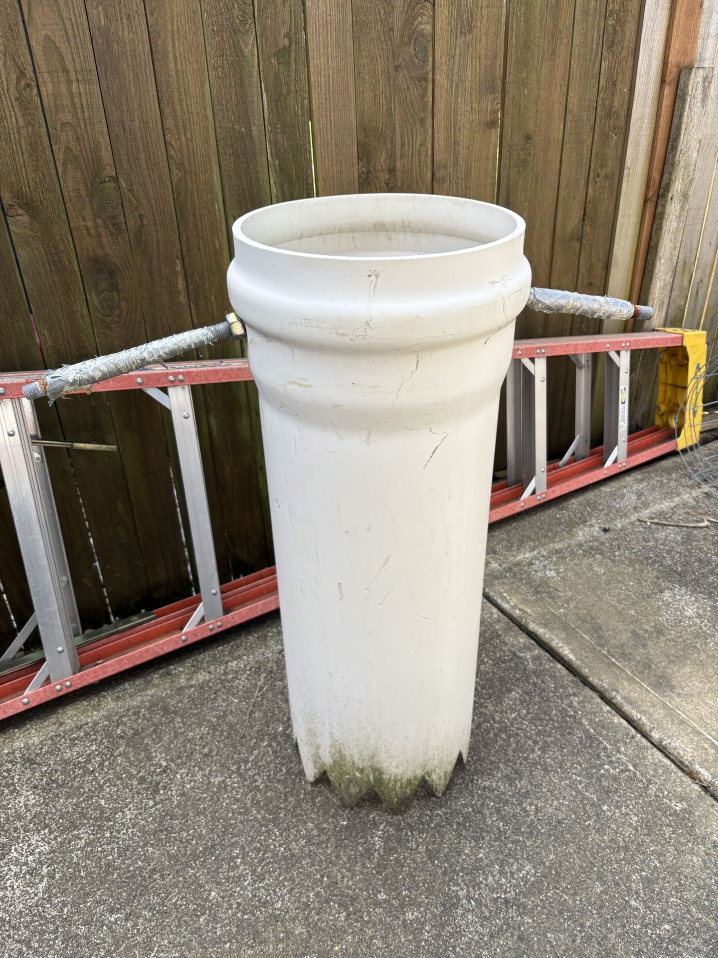 Geoduck Tube - 12 Inches