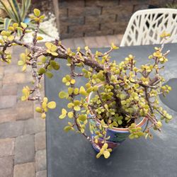 Elephant, Bush Plant