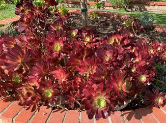 🌿 SUCCULENT SALE FROM OUR HOME GARDEN 🌿