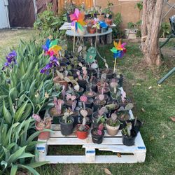 Opuntia Cactus Plant