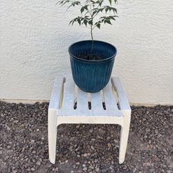 Lila Tree