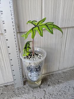Alocasia Jacklyn Plant