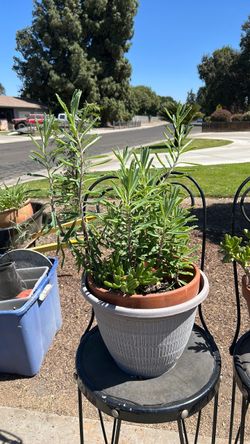 Plant 🪴