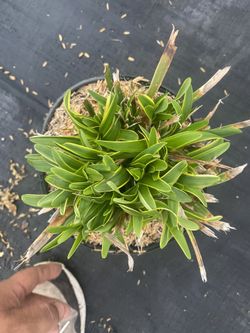 variegated monkey grass or variegated border grass $3