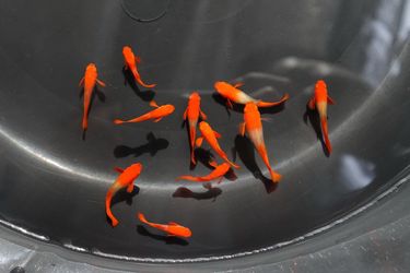 Albino Koi guppy decor