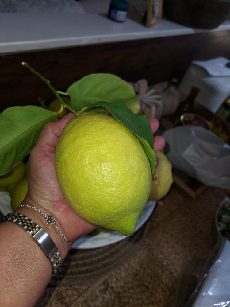 Extra Large And Large Lemons.