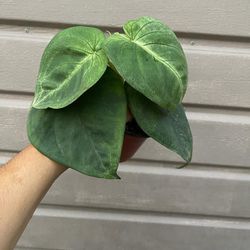 4” syngonium ice frost