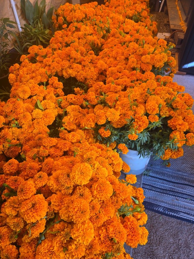 Cempasúchil.  Flor De Muerto. Halloween Flowers.  marigolds for sale Marygold