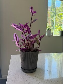 Live plant