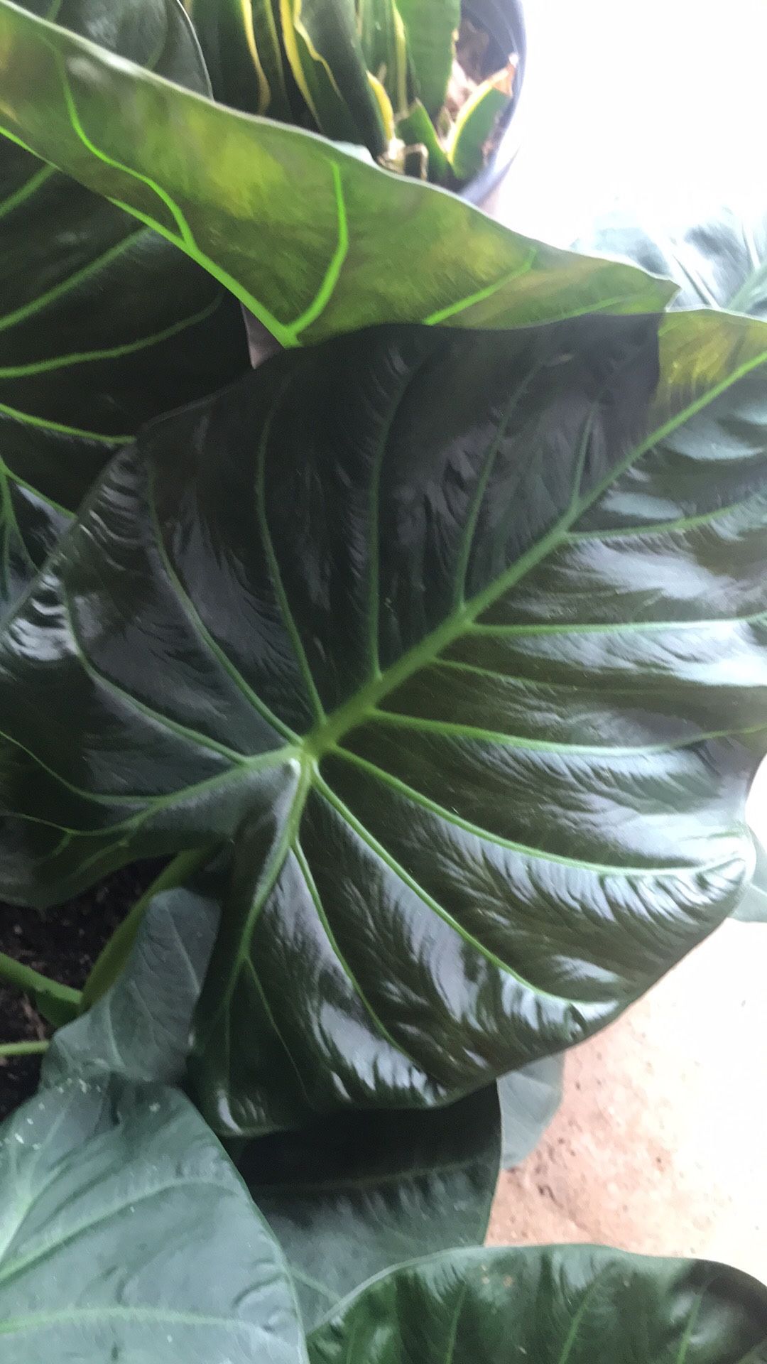Hermosa Planta De Alocasia !