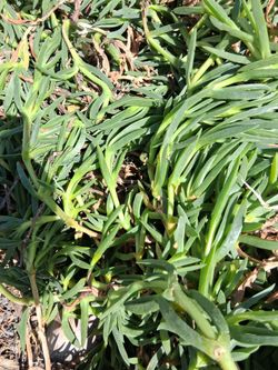 Free ice plant or pigface/ sour fig/ sea fig.