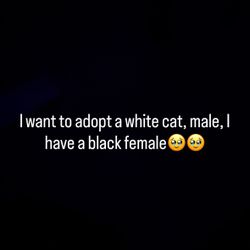 I want to adopt a white cat, please🥰