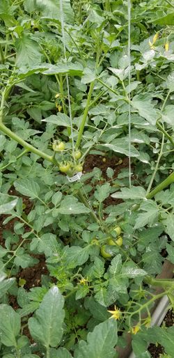 Large cherry tomatoes