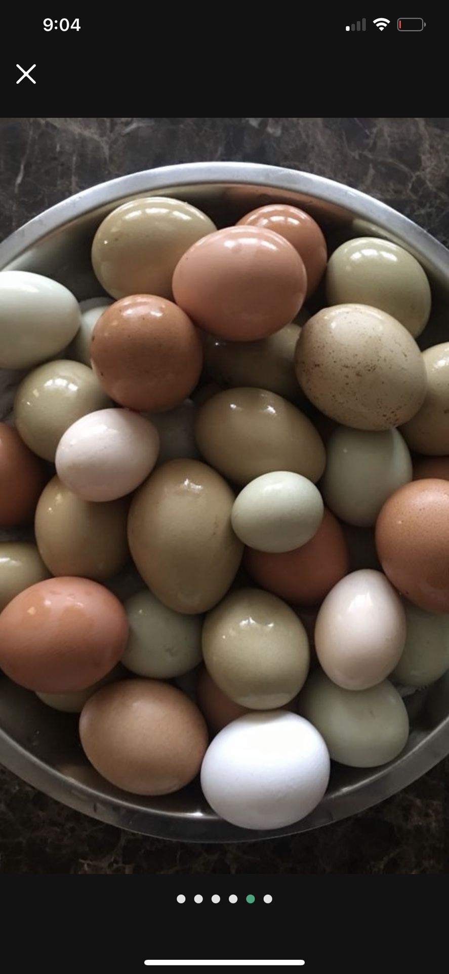 fertile chicken eggs 12 for $10 1 dozen