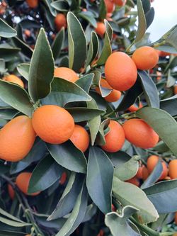 Kunquat  Oranges