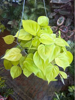 Neon Cordatum houseplant 6” pot