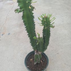 NEW  SUCCULENTS NICE CACTUS 18.00 DLLS 
