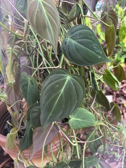 Plants For Sale Cheap