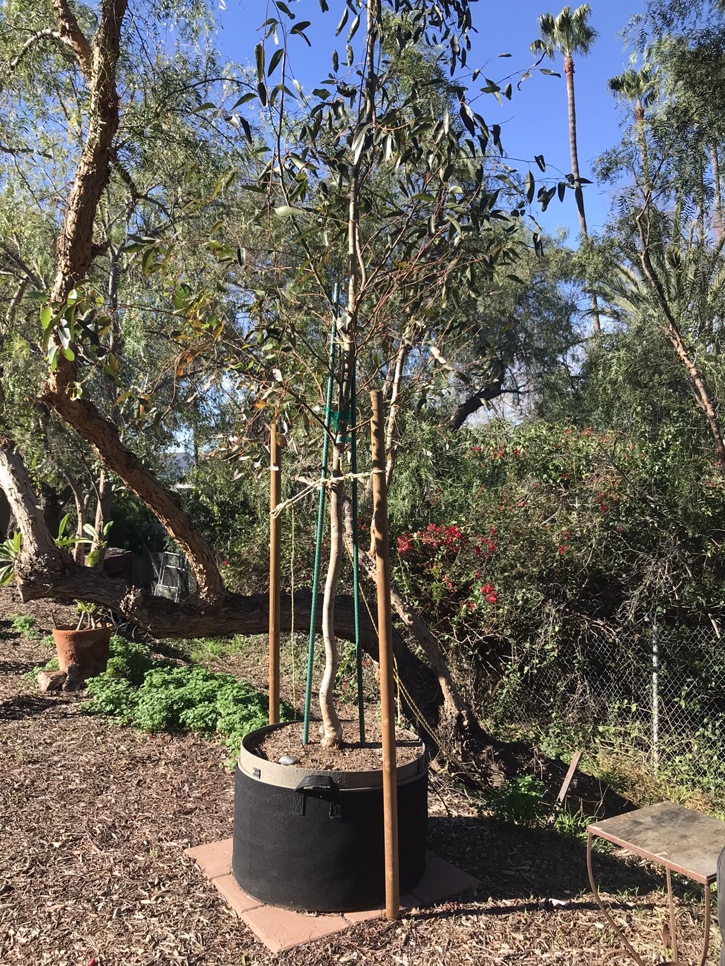 California Eucalyptus tree for Sale in Tustin, CA OfferUp
