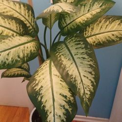 Plant 