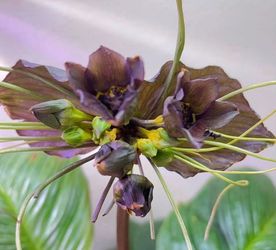 Tacca chantrieri