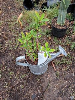 Crown of thorns succulents water Funnel