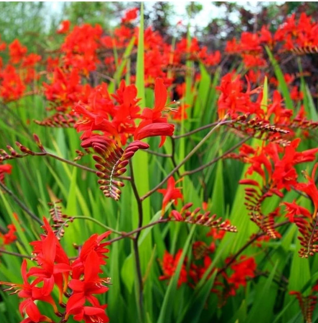 Bags of ‘Lucifer’ Crocosmia Bulbs Plants
