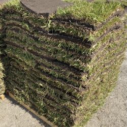 Top Quality St. Augustine Sod