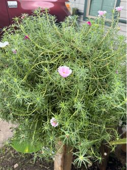 Portulaca grandiflora