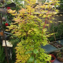 Beautiful Landscaping Trees 